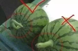 带你吃瓜吃太阳