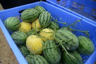 吃众群瓜,揭秘娱乐圈最新热点事件