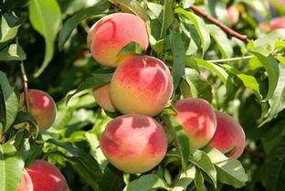 桃子君吃瓜,揭秘娱乐圈那些不为人知的幕后故事