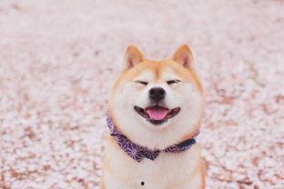 柴犬可以吃羊角蜜瓜吗,美味与健康的双重享受