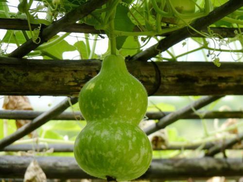 吃葫芦瓜肚子涨,肚子涨涨的烦恼解析