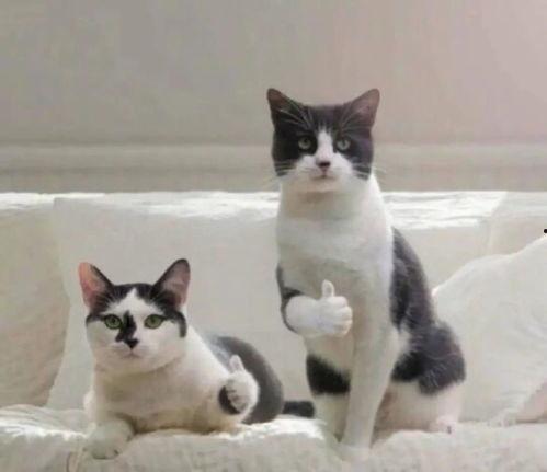 吃瓜群众张大猫,揭秘娱乐圈幕后故事