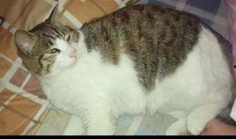 吃瓜群众张大猫,揭秘娱乐圈幕后故事