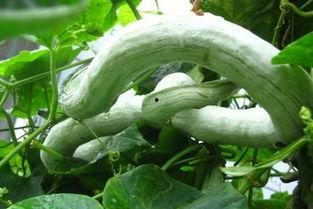 请问蛇瓜怎么吃,探索美味与营养的完美结合