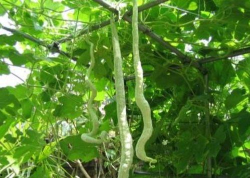 请问蛇瓜怎么吃,探索美味与营养的完美结合