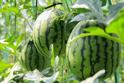 吃瓜现场免费  第3张